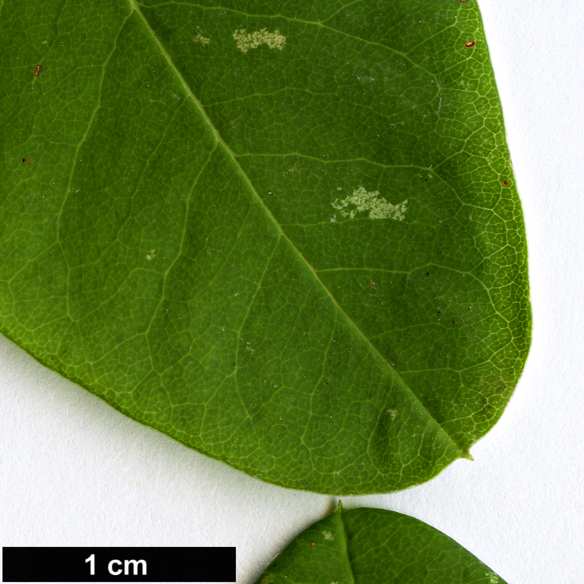 High resolution image: Family: Rosaceae - Genus: Exochorda - Taxon: giraldii - SpeciesSub: var. wilsonii
